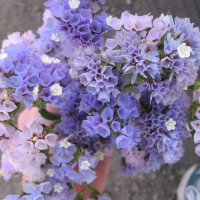 Лимониум (Кермек, Статица) Seeker Pastel Blue