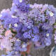 Лимониум (Кермек, Статица) Seeker Pastel Blue