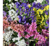 Лимоніум (Кермек, Статиця) - Limonium (Statice) sinuatum
