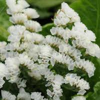Лимоніум (Кермек, Статиця) Qis white 50 шт, Evantia