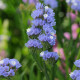 Лимониум (Кермек, Статица) QIS BLUE PALE