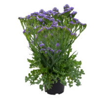 Лимоніум (Кермек, Статиця) Hipster Blue, 1000 шт, Benary