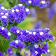 Лимоніум (Кермек, Статиця) Heavenly Blue, 10 г, Hem Zaden