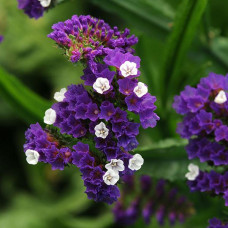 Лимониум (Кермек, Статица) Purple Attraction