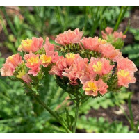 Лимониум (Кермек, Статица) Apricot Beauty