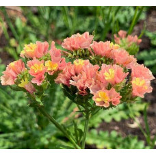Лимониум (Кермек, Статица) Apricot Beauty