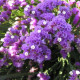 Лимониум (Кермек, Статица) Seeker Purple