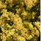 Лимониум (Кермек, Статица) Seeker  yellow