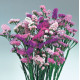 Лимониум (Кермек, Статица) Pastel Mixed
