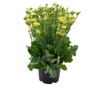 Лимоніум (Кермек, Статиця) Hipster Yellow, 100 шт, Benary