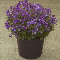 Лінарія марокканська Fantasista Blue, 10 шт, Takii