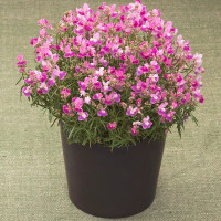 Лінарія марокканська Fantasista Pink, 10 шт, Takii