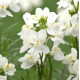 Лінарія марокканська Fantasista White, 250 шт, Takii