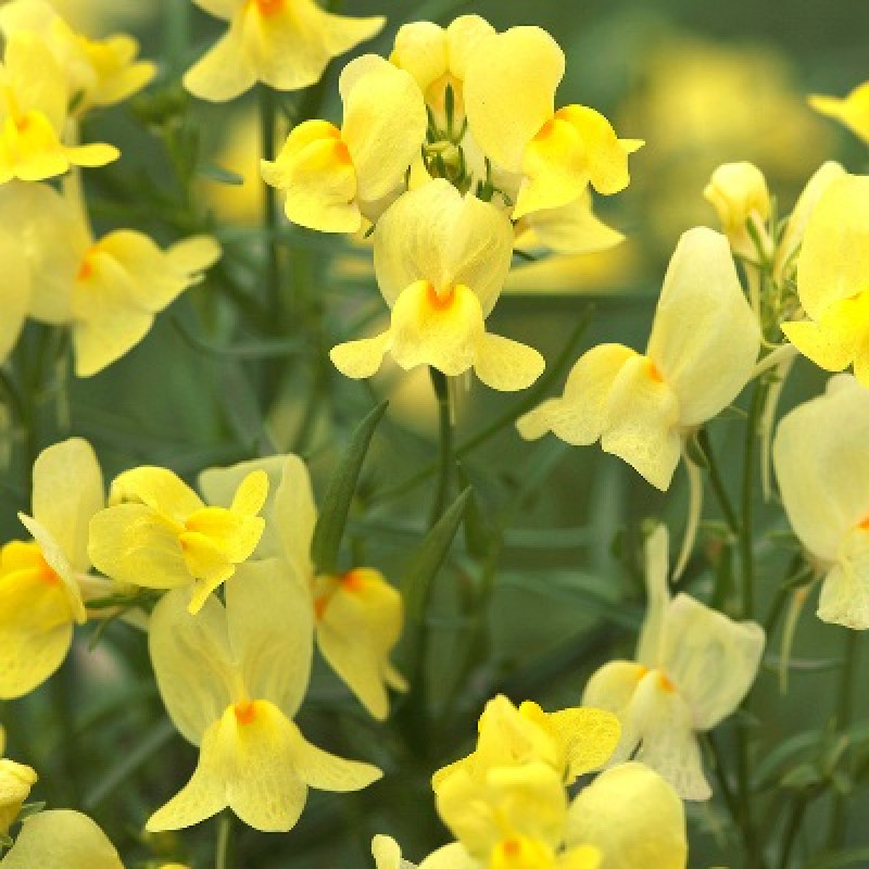 Линария марокканская Fantasista Yellow