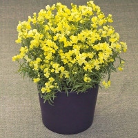 Линария марокканская Fantasista Yellow