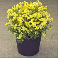 Линария марокканская Fantasista Yellow