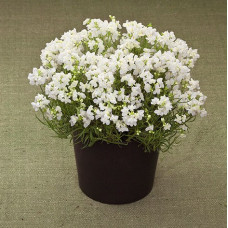 Лінарія марокканська Fantasista White, 10 шт, Takii