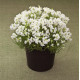 Лінарія марокканська Fantasista White, 250 шт, Takii