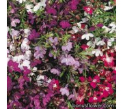 Лобелія ампельна - Lobelia erinus pendula