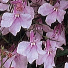 Лобелія ампельна REGATTA LILAC, 10 шт, PanAmerican