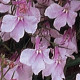 Лобелія ампельна REGATTA LILAC, 250 шт, PanAmerican