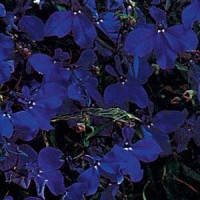 Лобелія амп REGATTA MIDNIGHT BLUE, 10 шт, PanAmerican