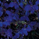 Лобелія амп REGATTA MIDNIGHT BLUE, 10 шт, PanAmerican