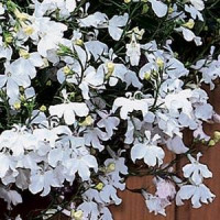 Лобелія ампельна REGATTA WHITE, 250 шт, PanAmerican