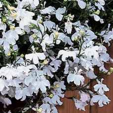 Лобелія ампельна REGATTA WHITE, 10 шт, PanAmerican