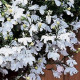 Лобелія ампельна REGATTA WHITE, 250 шт, PanAmerican
