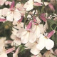 Лобелия ампельная REGATTA LILAC SPLASH