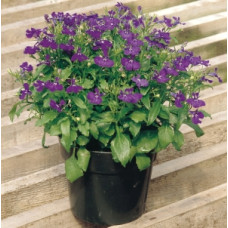 Лобелия черешковая RAPID BLUE