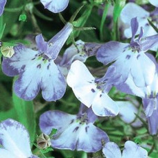 Лобелія черешкова RIVIERA BLUE SPLASH, 50 шт, PanAmerican