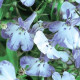 Лобелія черешкова RIVIERA BLUE SPLASH, 250 шт, PanAmerican
