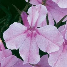 Лобелія черешкова RIVIERA LILAC, 50 шт, PanAmerican