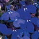 Лобелія черешкова  RIVIERA MARINE BLUE, 250 шт, PanAmerican