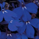 Лобелія черешкова RIVIERA MIDNIGHT BLUE, 50 шт, PanAmerican