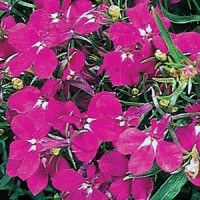 Лобелія черешкова RIVIERA ROSE, 250 шт, PanAmerican
