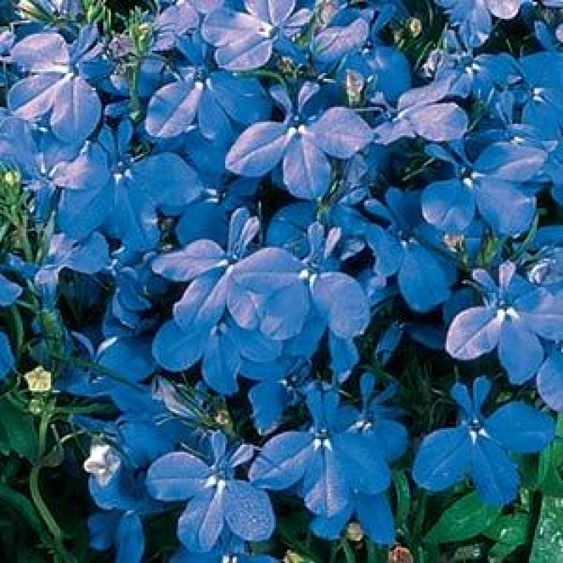 Лобелія черешкова Palace: Sky Blue, 10 000 шт, Benary