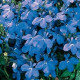 Лобелія черешкова Palace: Sky Blue, 10 000 шт, Benary
