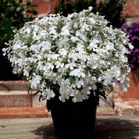 Лобелія черешкова RIVIERA WHITE, 25 000 шт, PanAmerican