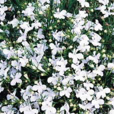 Лобелия черешковая WHITE LADY