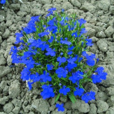 Лобелия черешковая COBALT BLUE