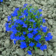 Лобелия черешковая COBALT BLUE