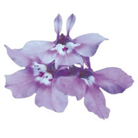 Лобелія черешкова Palace: Lilac, 1000 шт, Benary