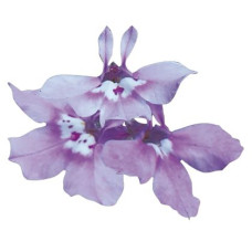 Лобелія черешкова Palace: Lilac, 50 шт, Benary