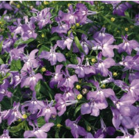 Лобелія черешкова Palace: Lilac, 10 000 шт, Benary