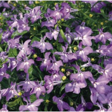 Лобелія черешкова Palace: Lilac, 500 шт, Benary