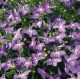 Лобелія черешкова Palace: Lilac, 10 000 шт, Benary