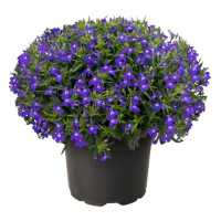 Лобелія черешкова  Masterpiece Blue with Eye, 25 шт, Benary
